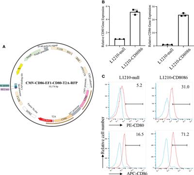 A novel costimulatory molecule gene-modified leukemia cell-derived exosome-targeted CD4+ T cell vaccine efficiently enhances anti-leukemia immunity